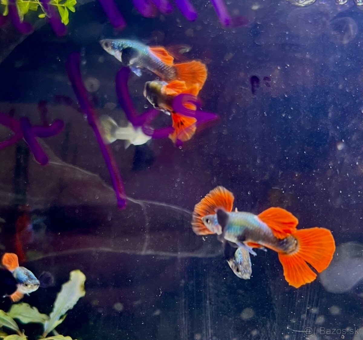 gupky (čisté formy) - 8