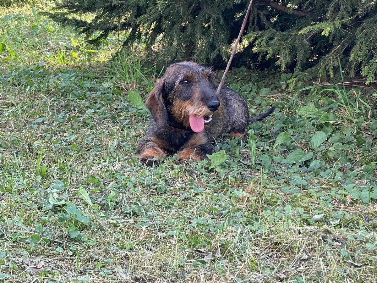 Jazvečík hrubosrstý s PP - 8