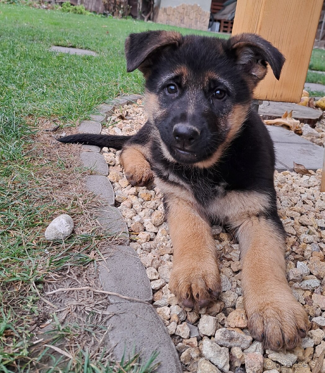 Nemecký ovčiak - šteniatka - 8