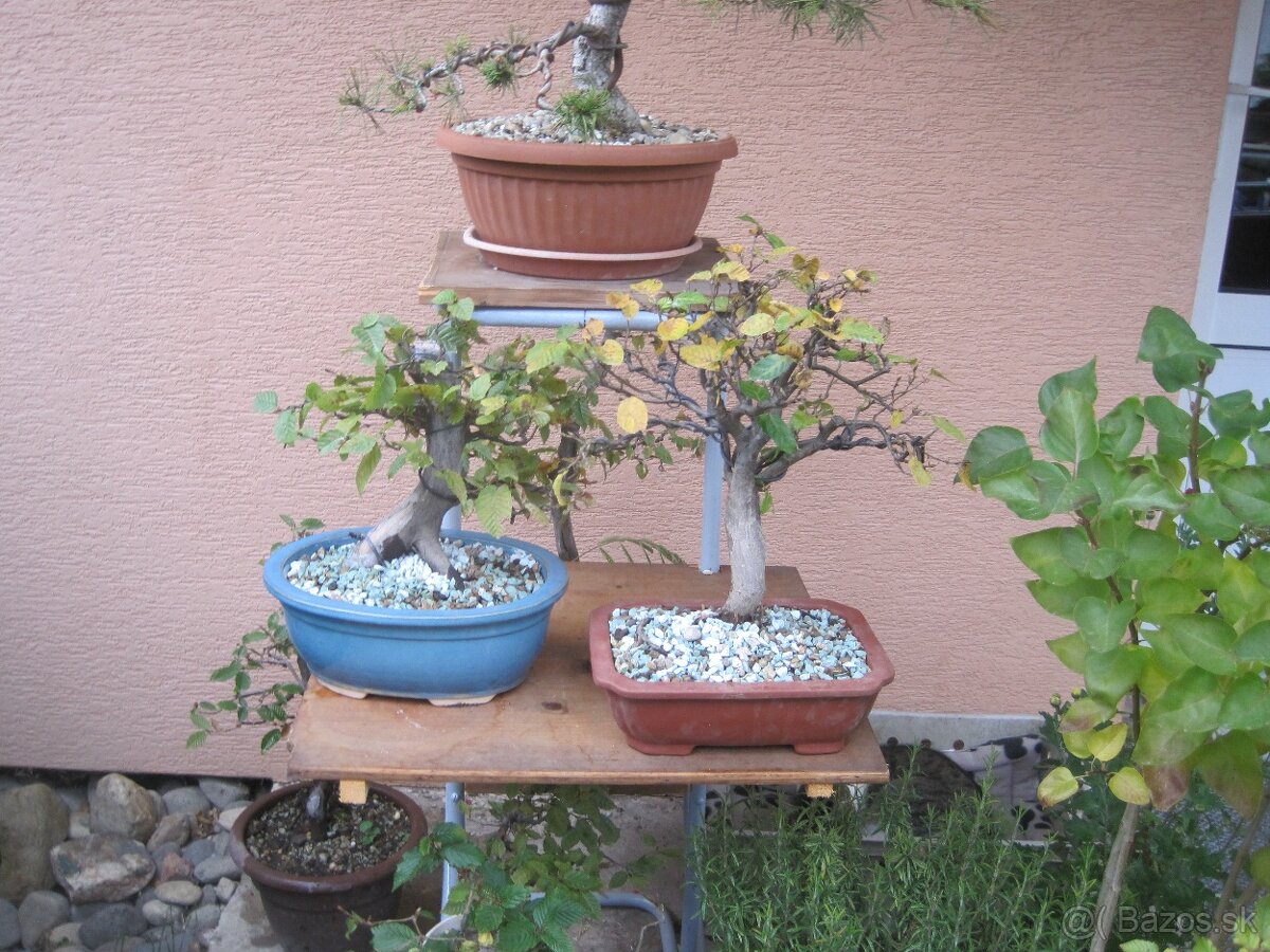 bonsai,bonsaj-DUB 22 - 8