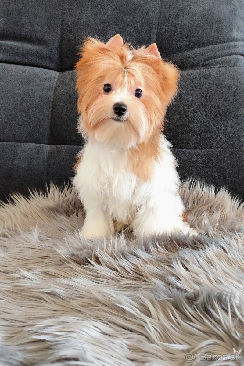 Yorkshire terrier - 8