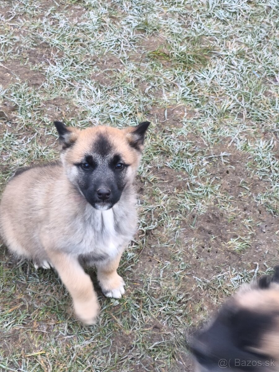 Predám šteniatka - 8