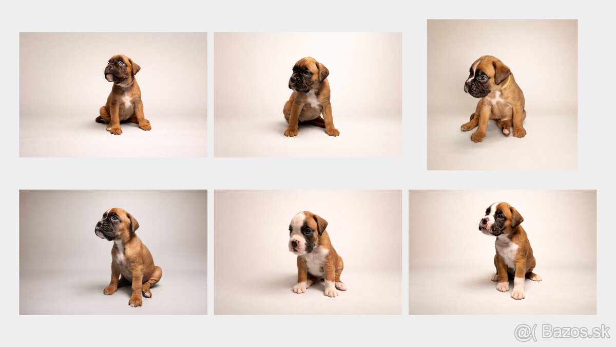 Nemecký boxer - predaj šteniatok - 8