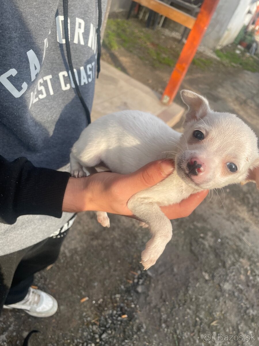 Predám šteniatka, rasa ratlík. - 8