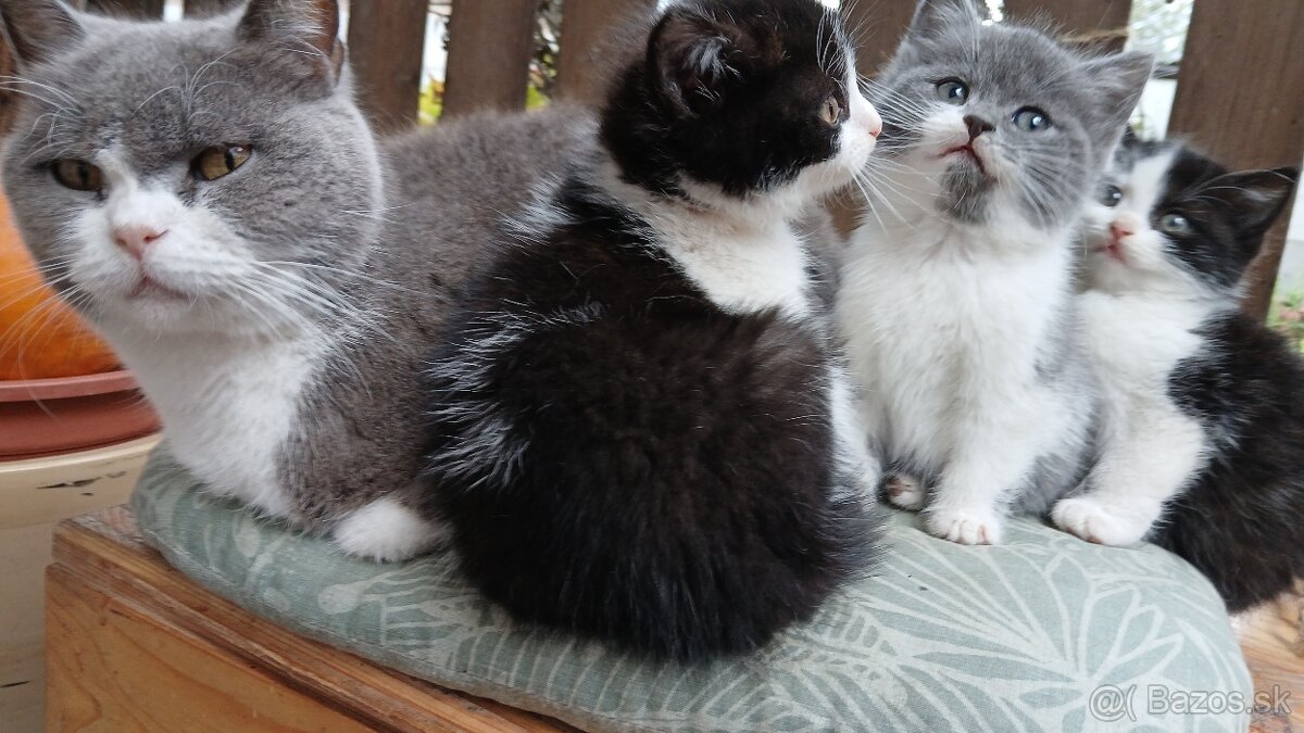 Britské mačiatka - britská modrá, modrý bicolor, čierny bic. - 8