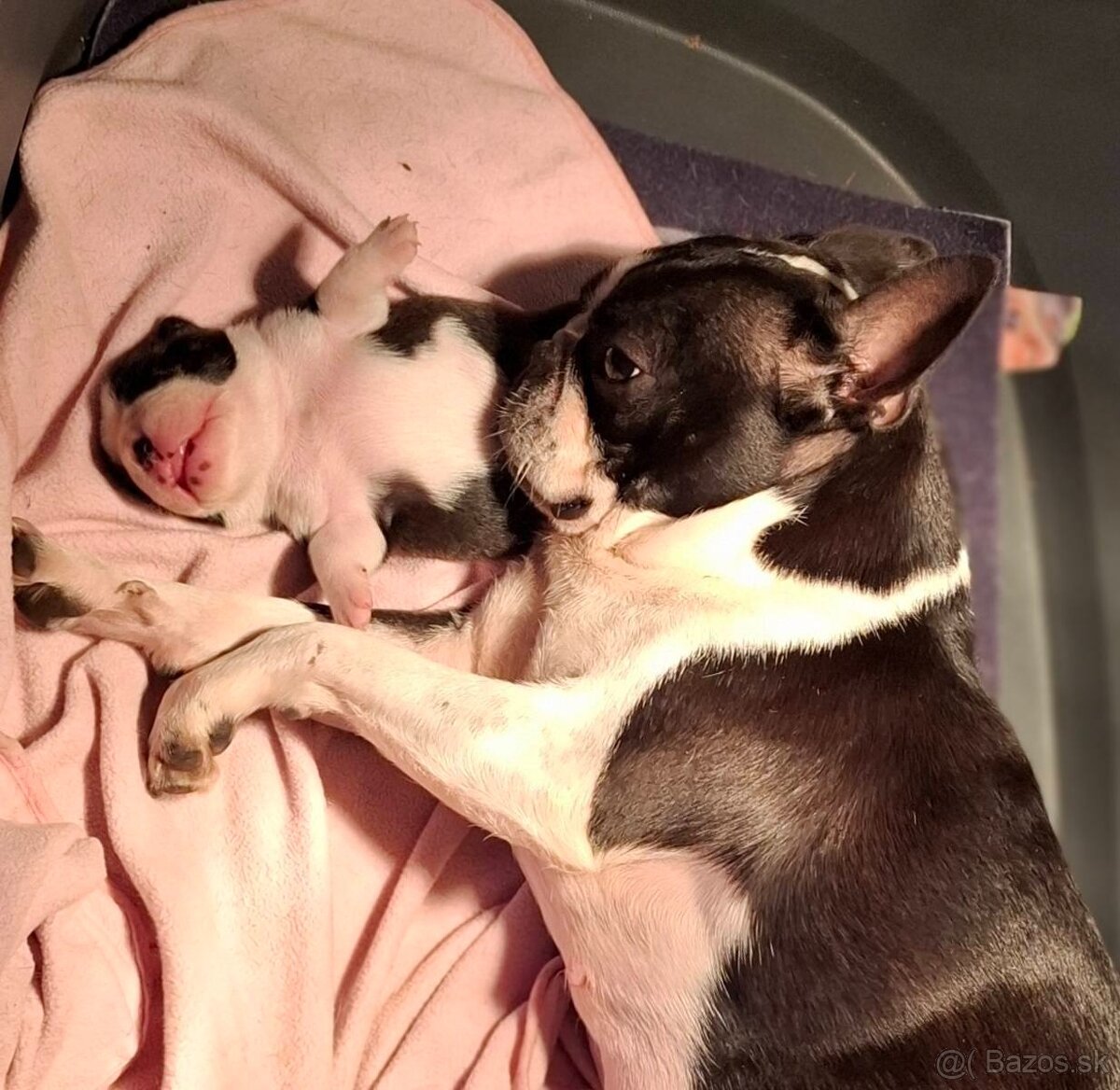 Boston,Bostonský teriér,Boston Terrier s PP - 8