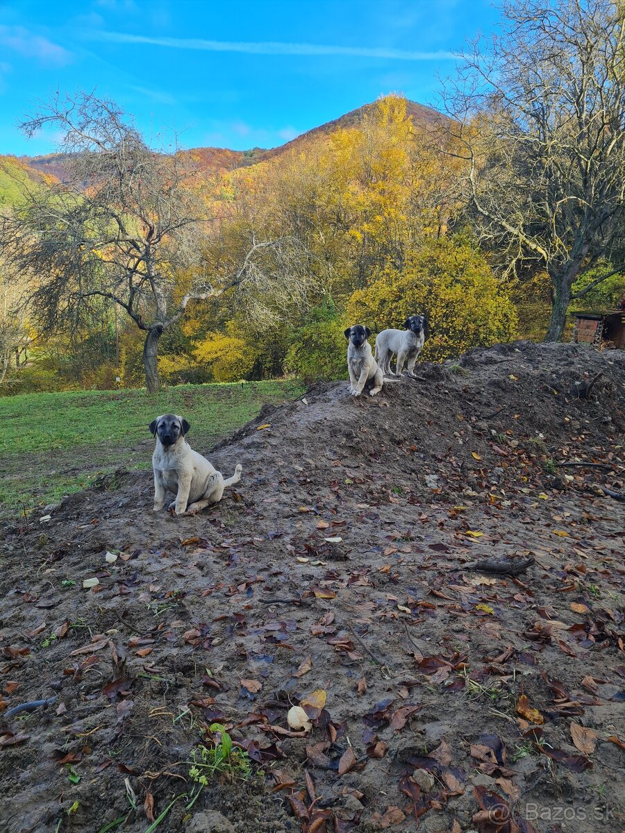 Kangal šteniatka s PP - 8