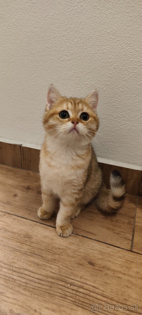 Britské mačiatka - 8