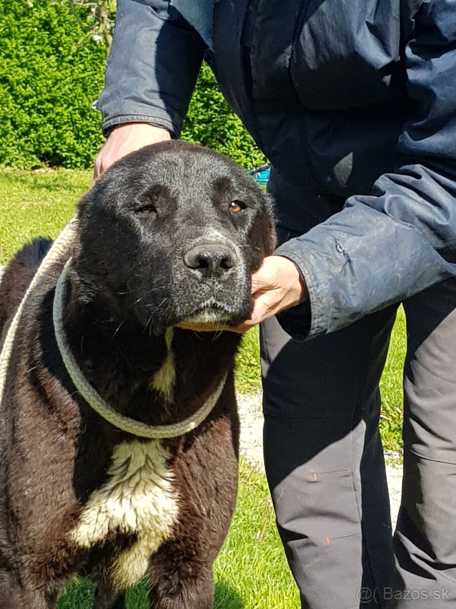 Stredoázijský ovčiak_1 - 8