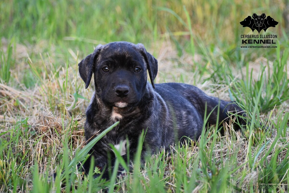 Raritné šteniatko - Uruguajský Cimarron s PP - 8