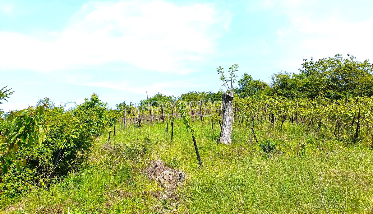 NA PREDAJ - vinice, obec Strekov, výmera 4659 m2 - 8