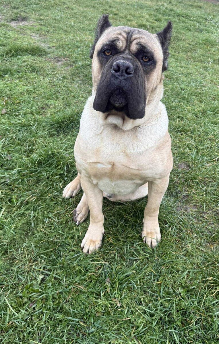 Cane Corso šteniatka - 8
