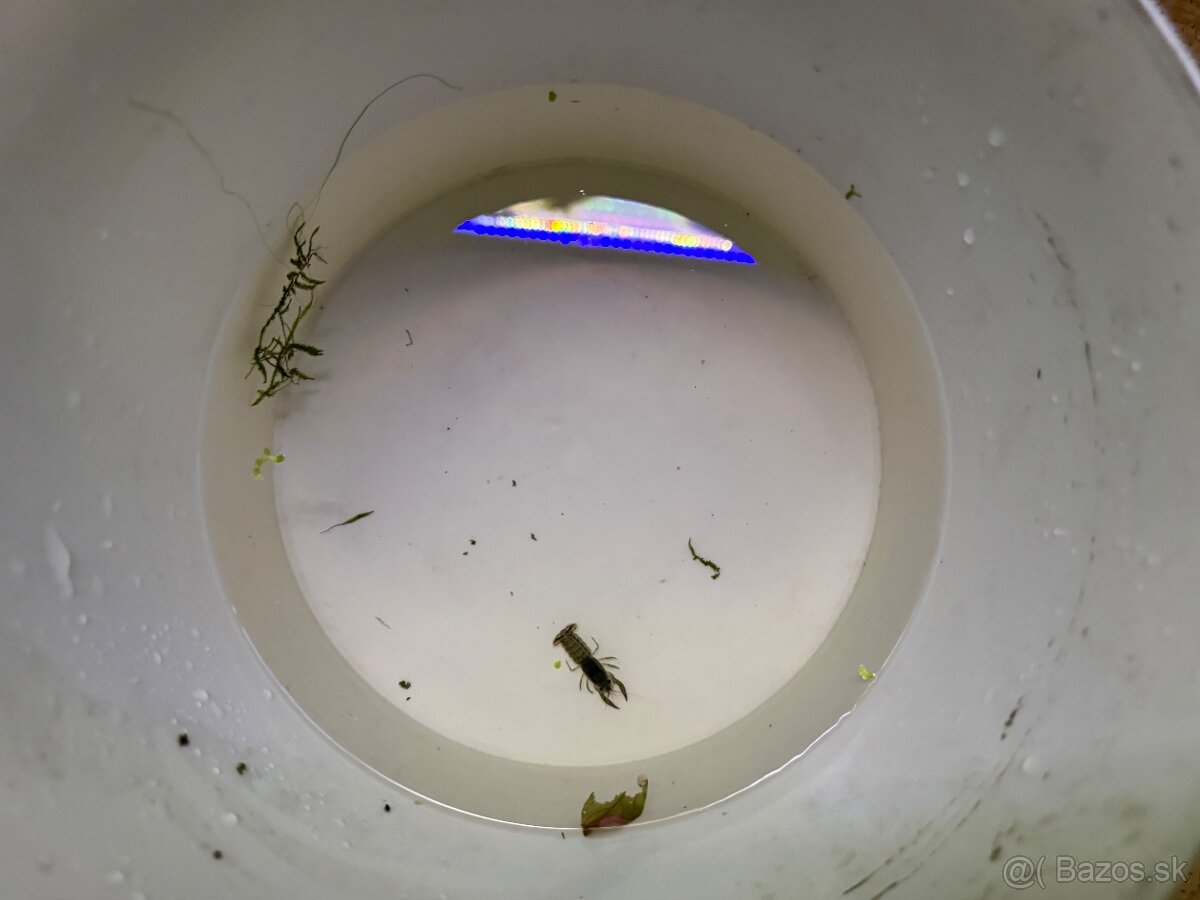 Predám Krevetky, mini ráčiky, gupky, kotúľky. - 8