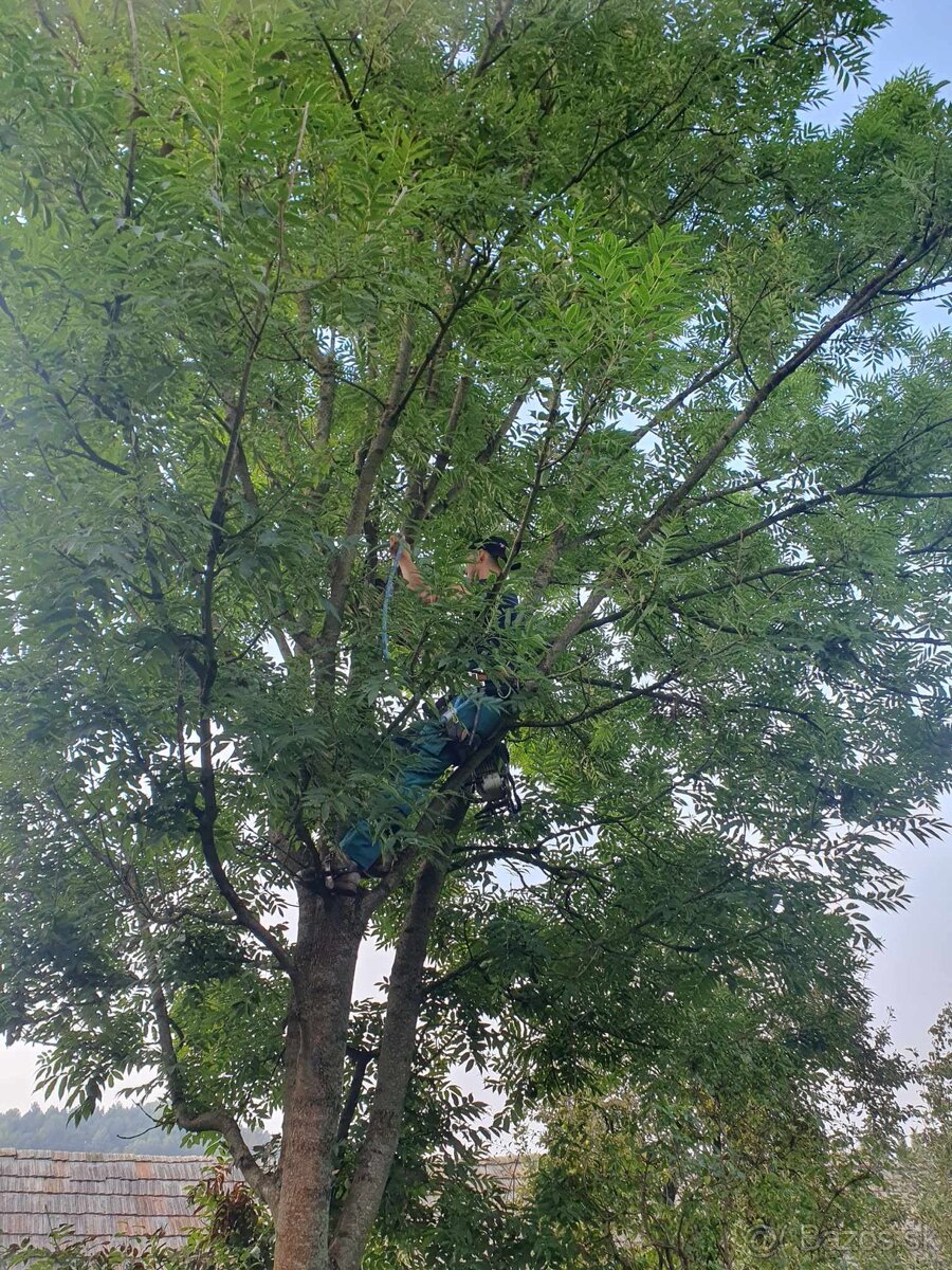 Výrub nebezpečných,rizikových stromov - 8