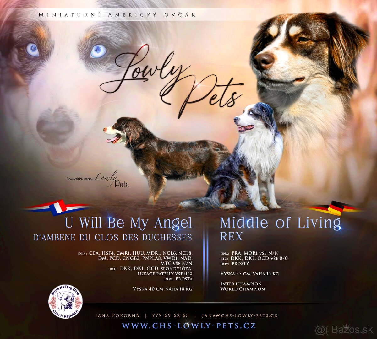 Miniaturní Americký ovčák, pejsek již k odběru - 8