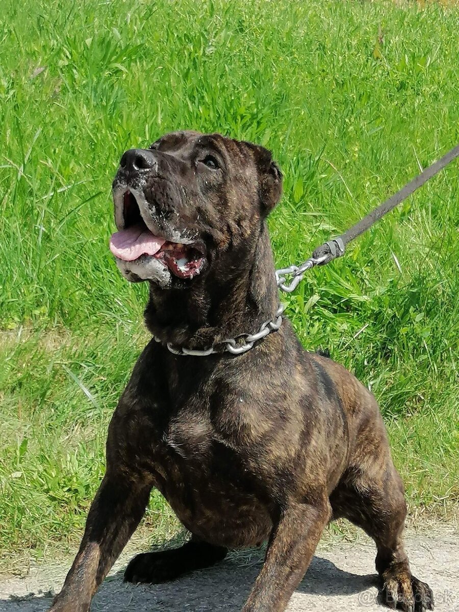 Presa Canario - 8