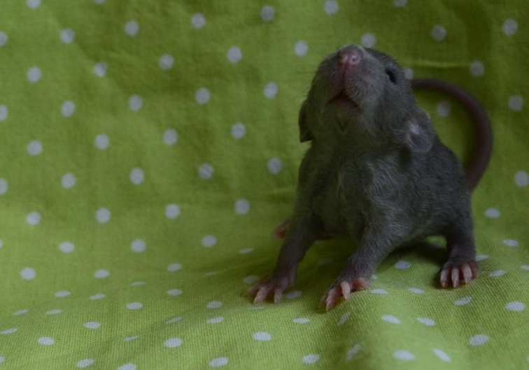 Potkaníky s rodokmeňom - rezervácie - 8