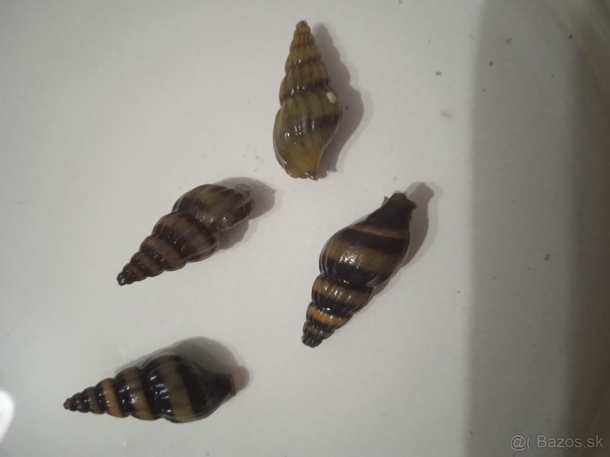 Rastliny do akvária - 8