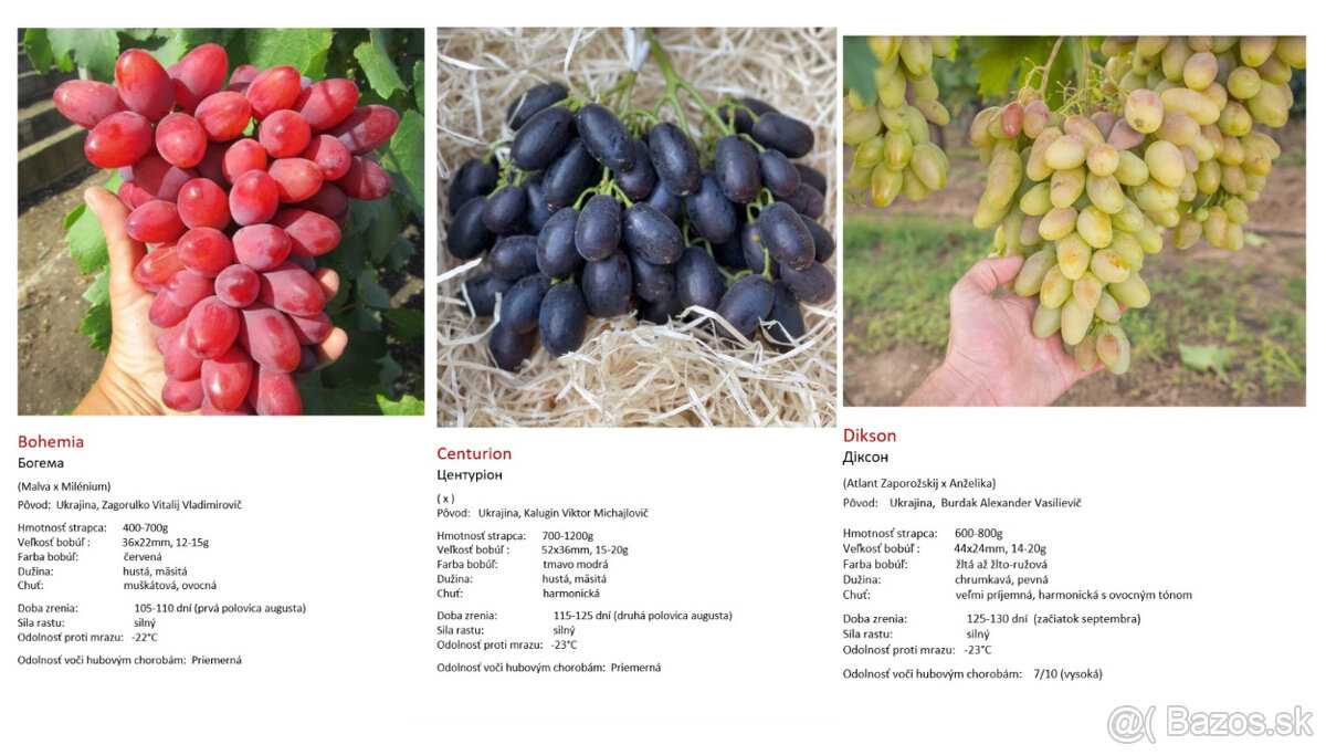 Stolový vinič - sadenice - 8