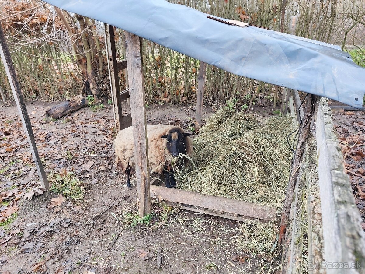 Baranček, Ouessantská ovca - 8