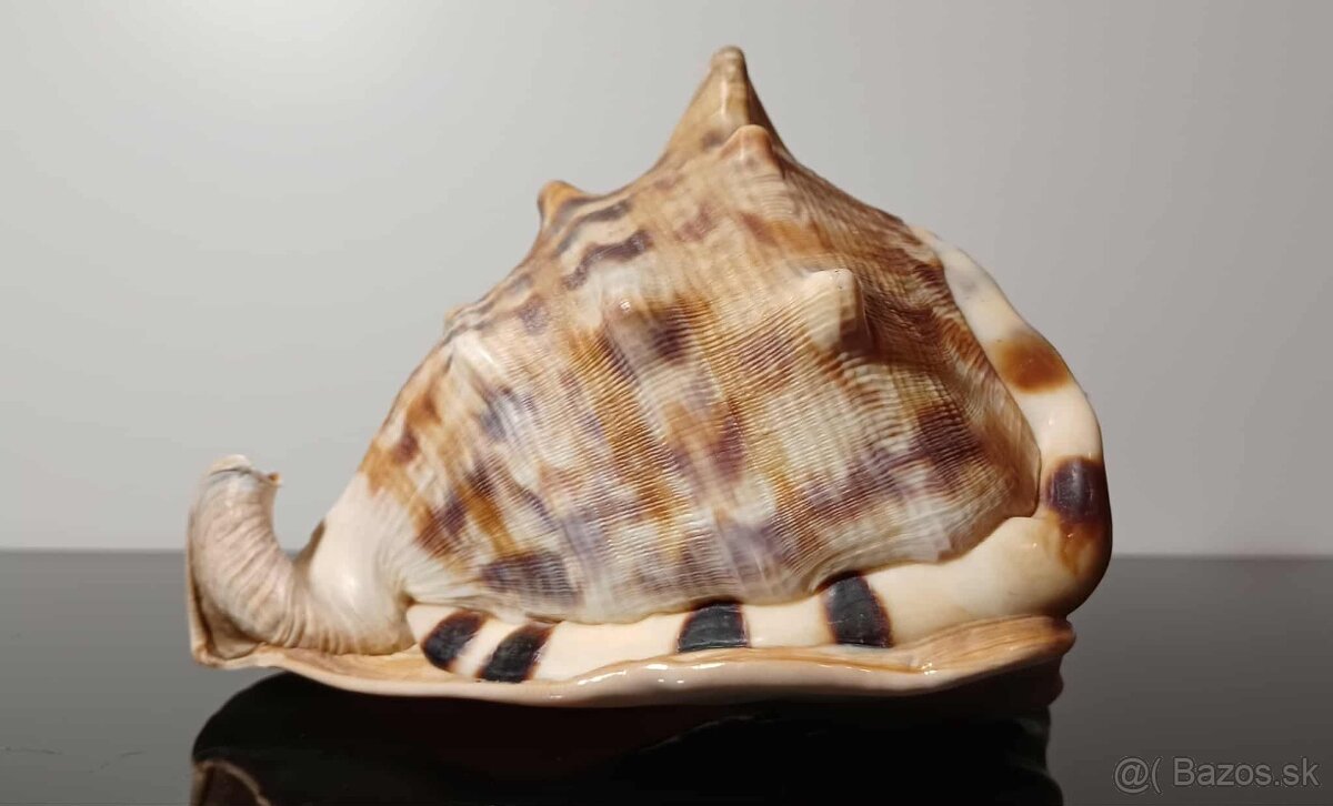 Krásna stará veľká mušľa - 8