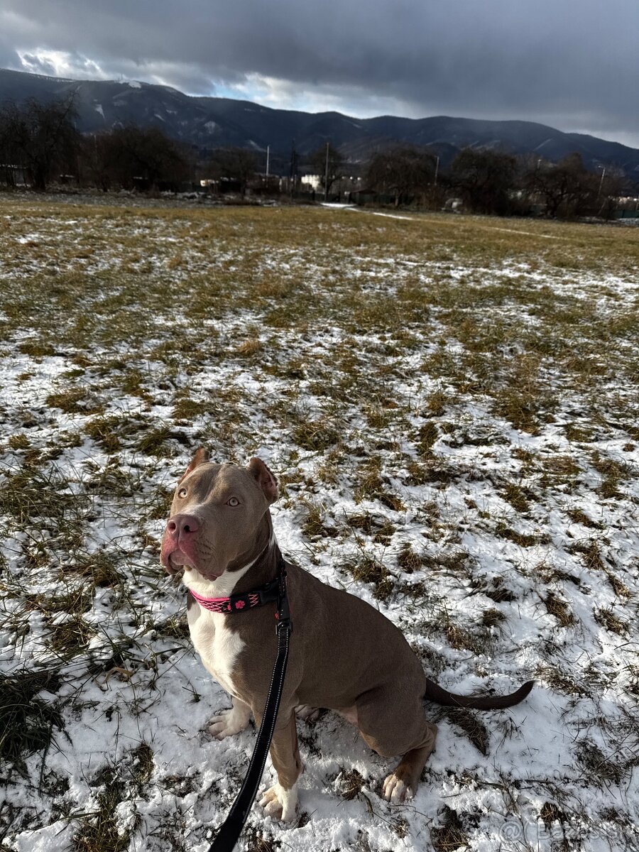 American bully xl lilac tricolor - 8