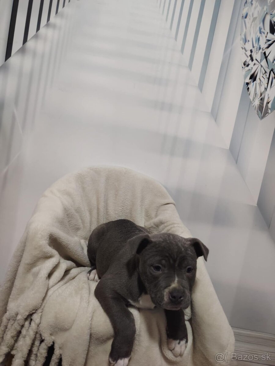 Predám Americký stafford XL - 8