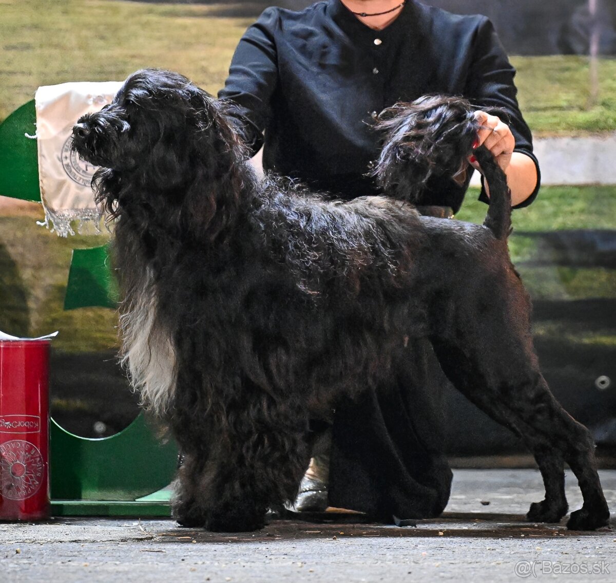 Portugalský vodný pes s PP - 8