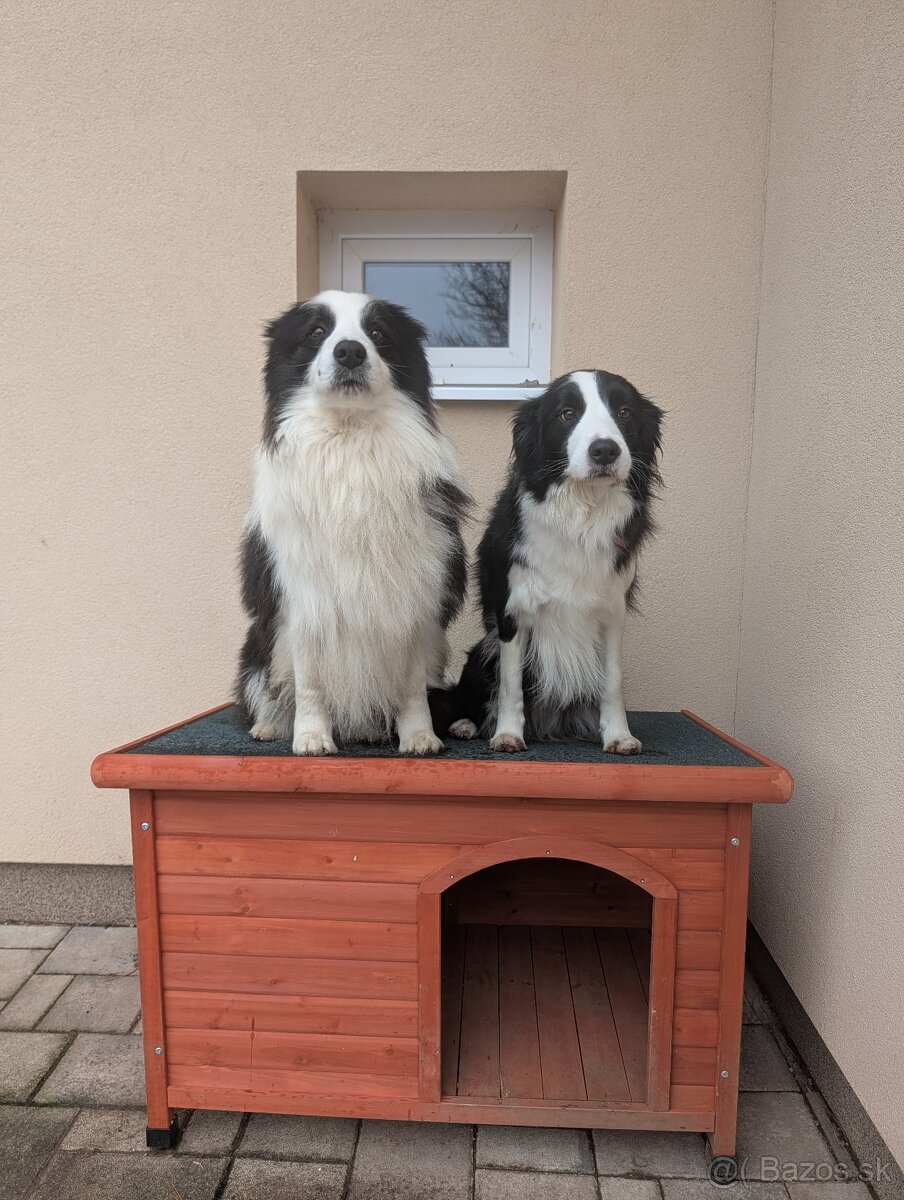 Border kólia s PP - 8