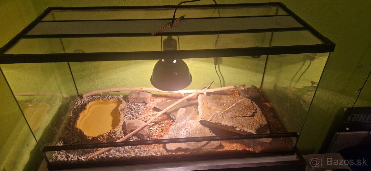 Python regius/ Krajta královská - 8