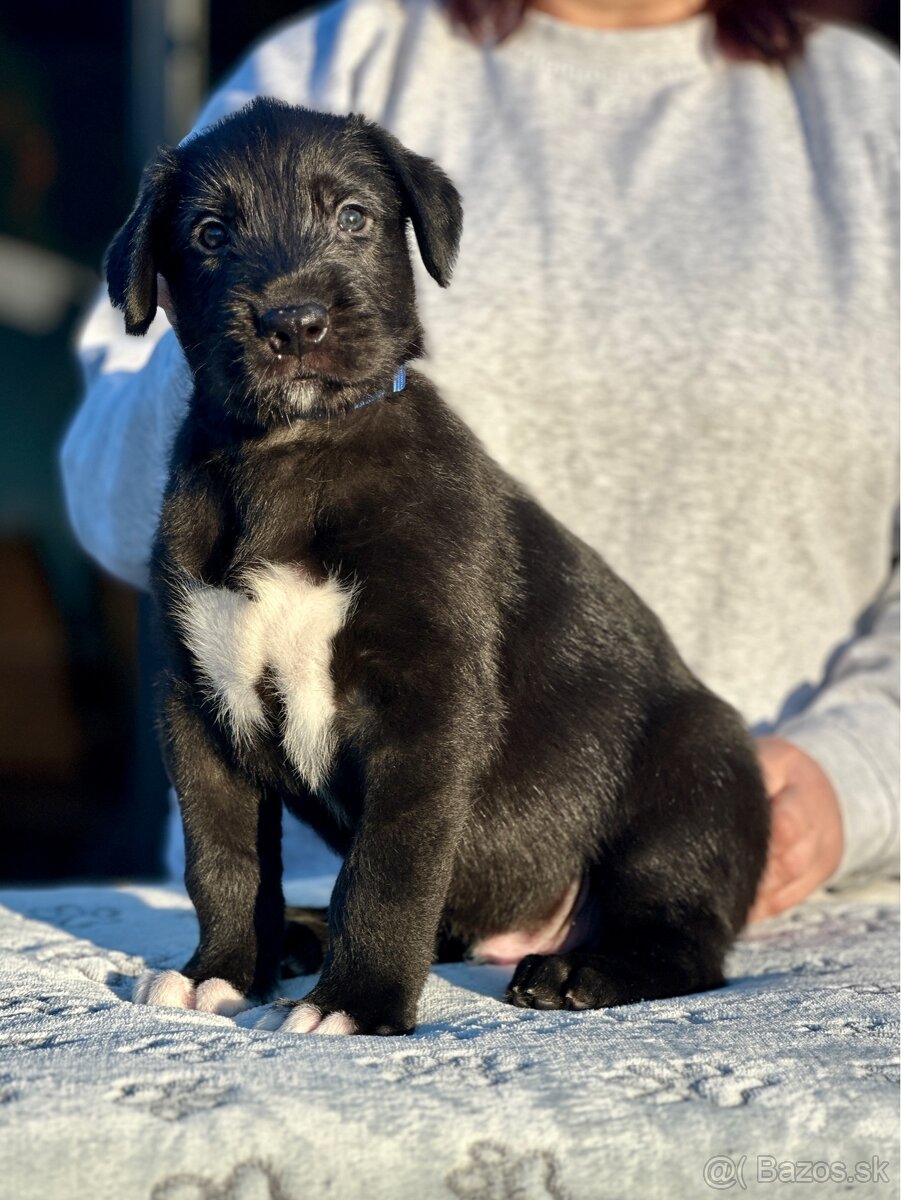 Írsky vlkodav s PP - 8