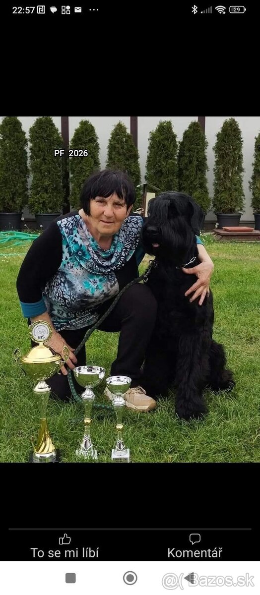 Knírač velký černý - štěňátka s PP - 8