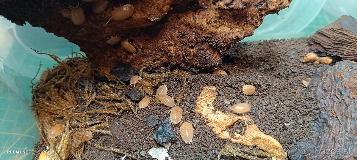 Isopoda celý chov - 8