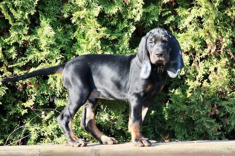 Americký mývalí pes- Black and Tan Coonhound - 8