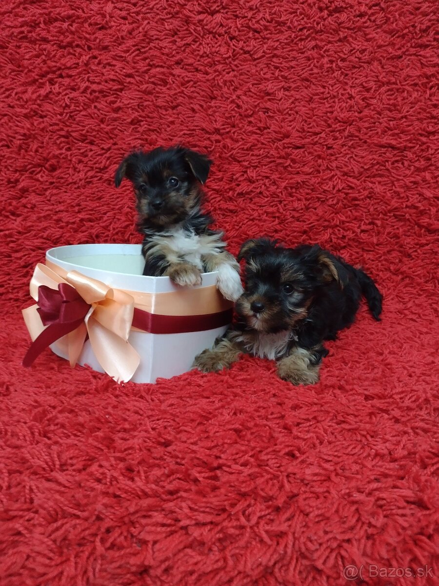 Yorkshirsky teriér, Yorkshire, York - 8