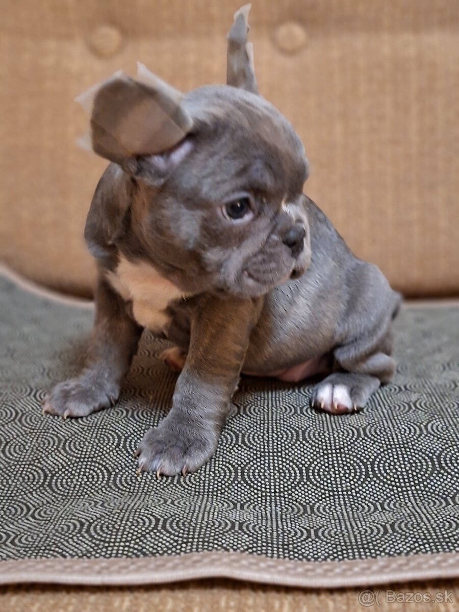Francúzsky buldoček modrý - 8