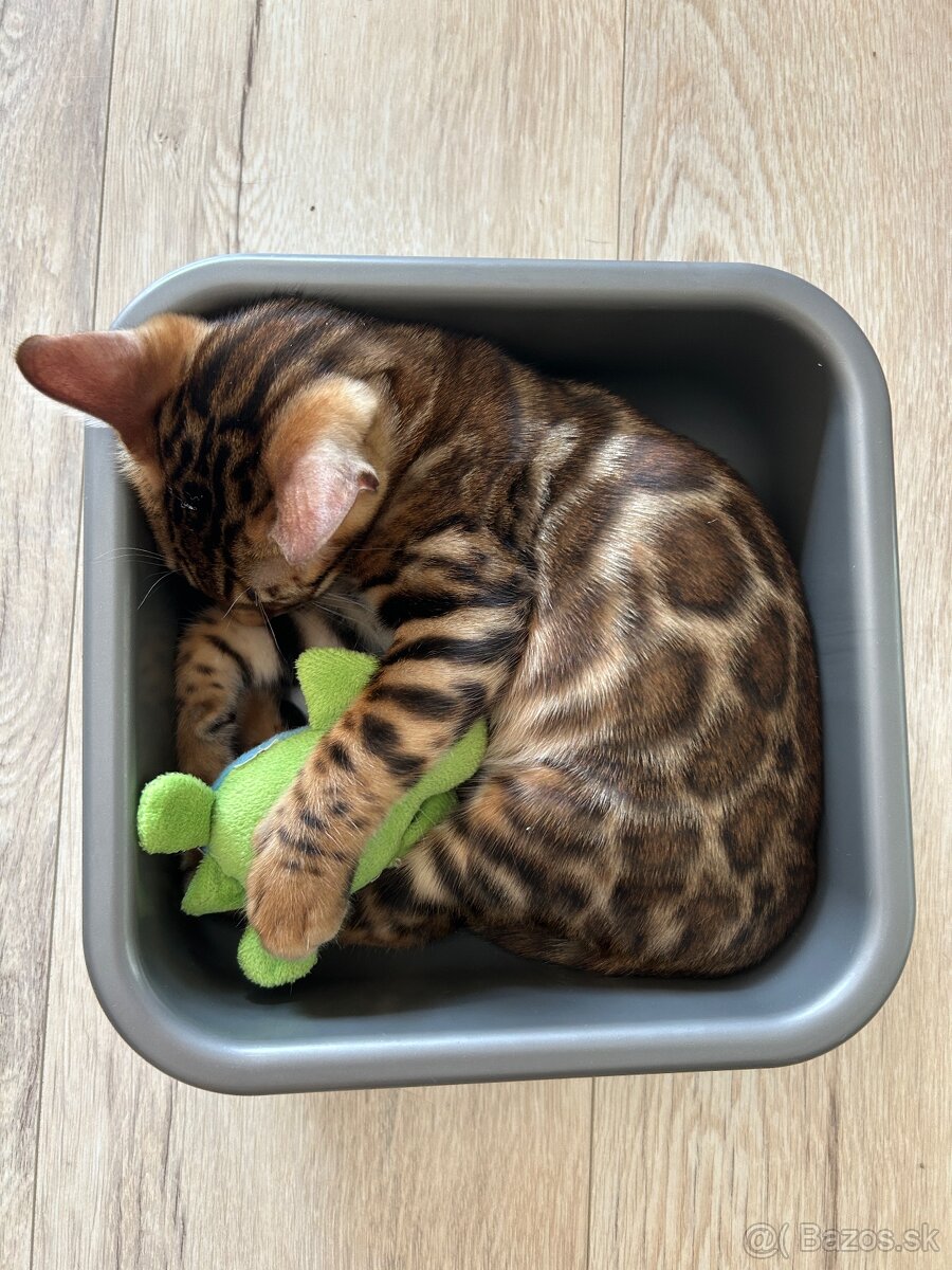 Bengálska mačka s PP - 8