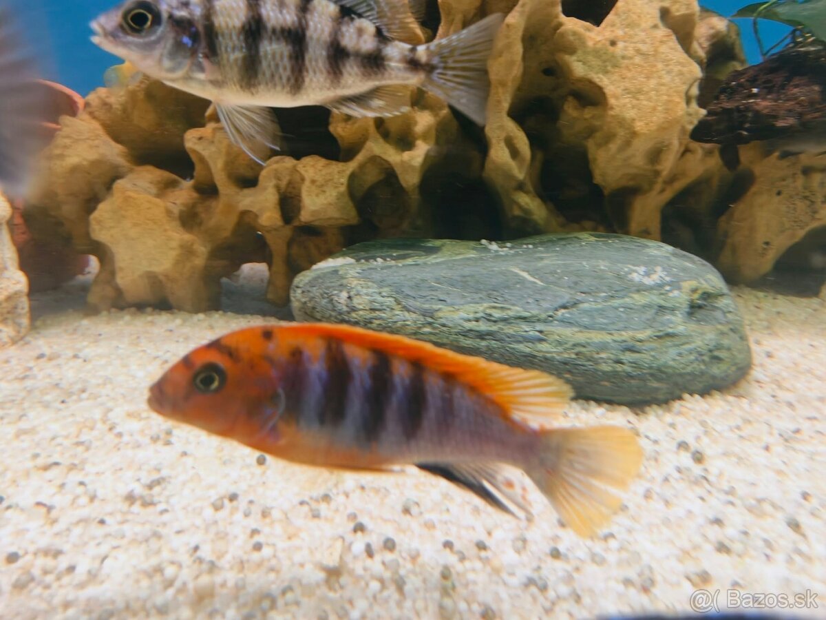 Africke cichlidy - 8