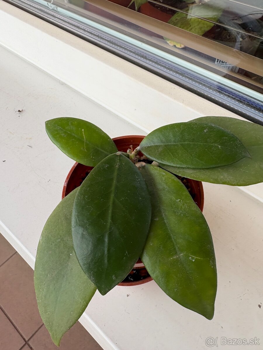 Hoya - 8