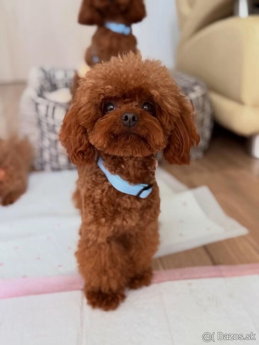 toy pudlik - 8