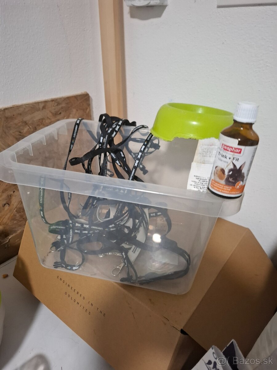 Domáci bytový králik - 8