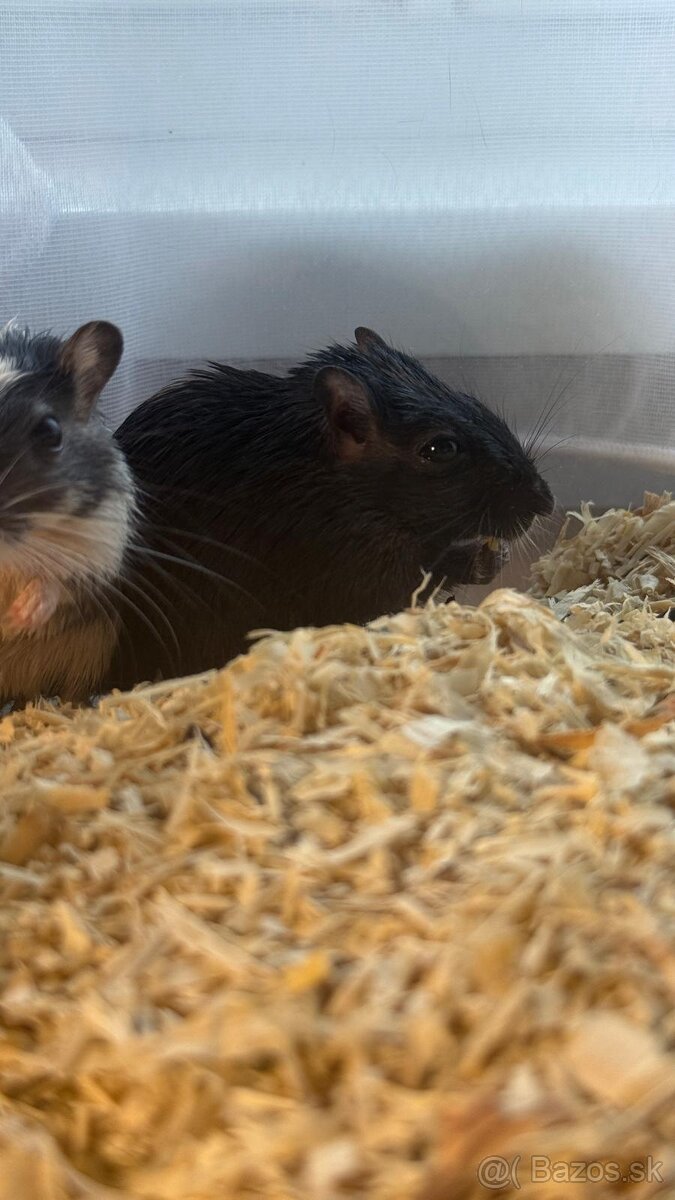 Darujem pieskomilov - 8