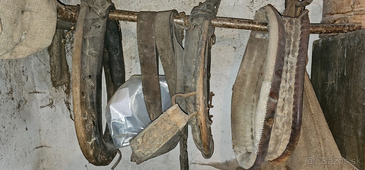 Chomunt na koňa - 8