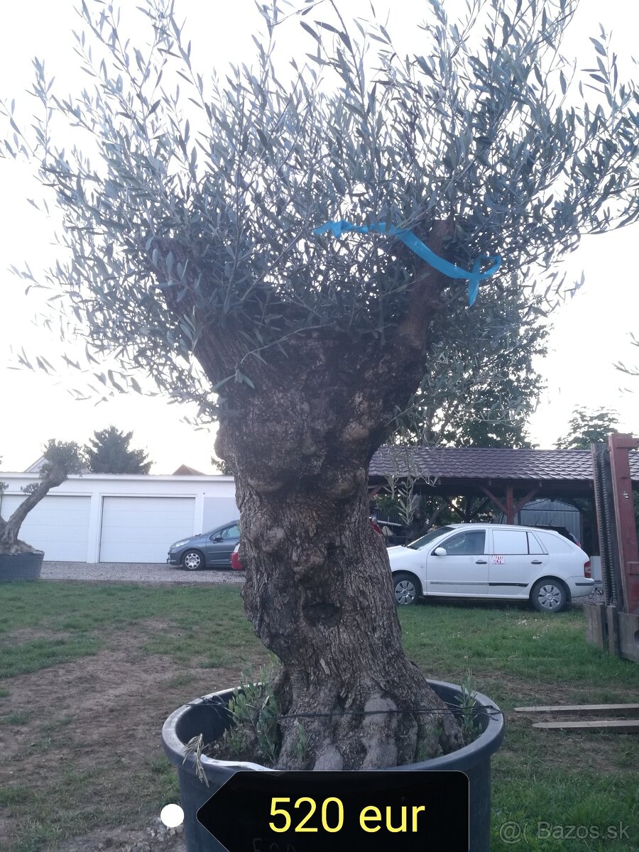 Olivovník Europea - 8