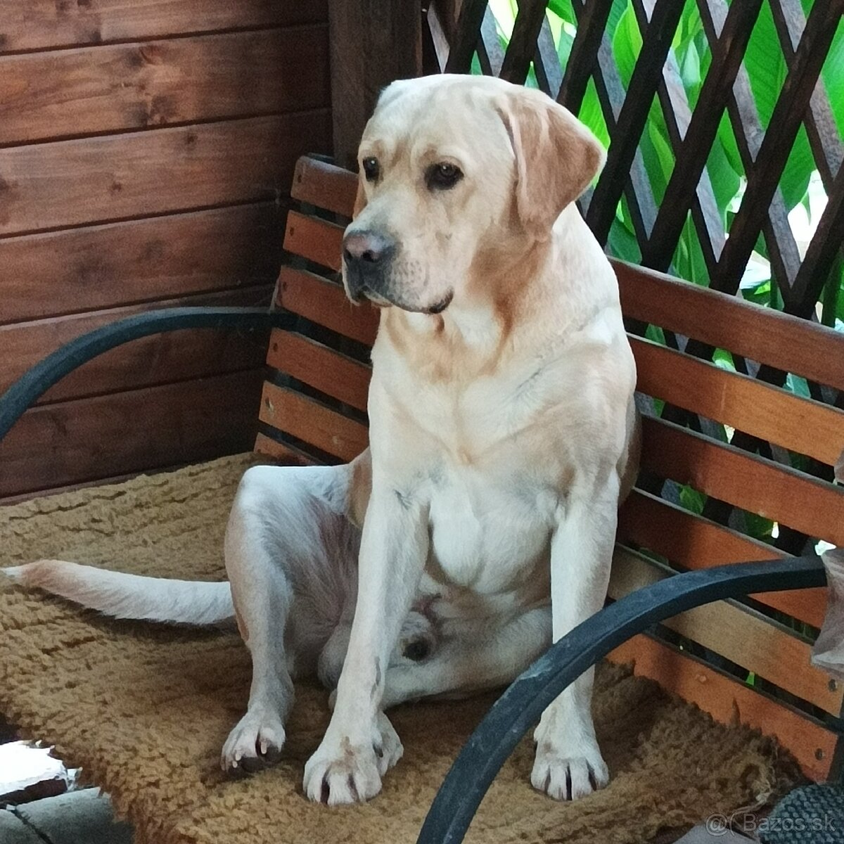 Labrador na krytie - 8