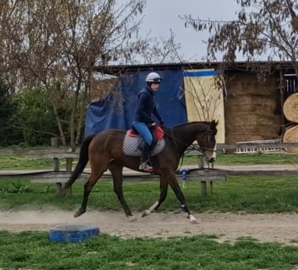 4 ročná A1/1 - 8