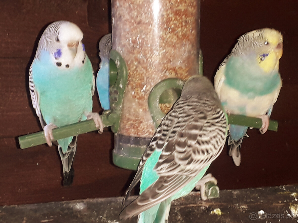 predám andulky a zebričky - 8