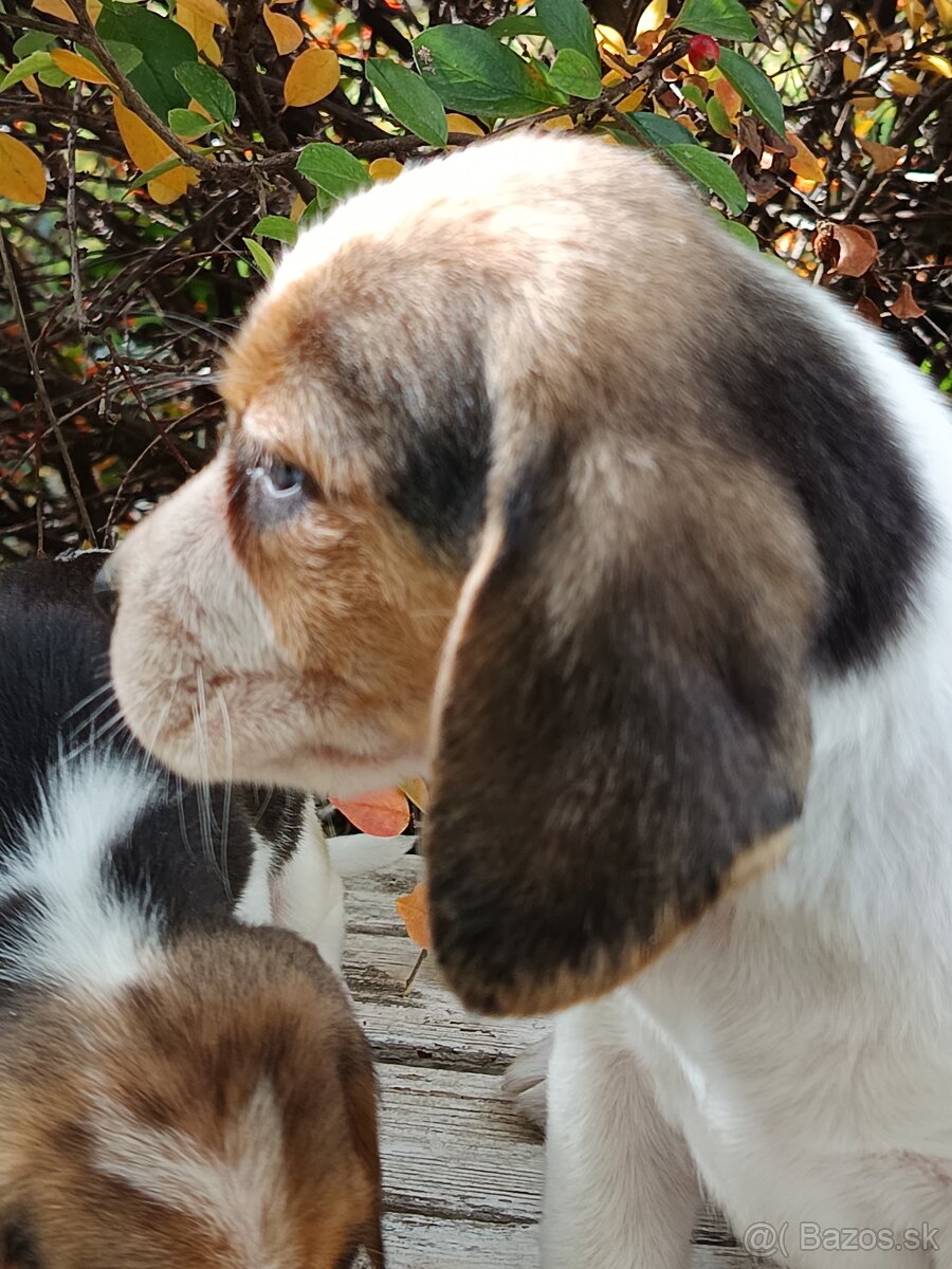 Beagle, bigel, bigl bez PP - 8