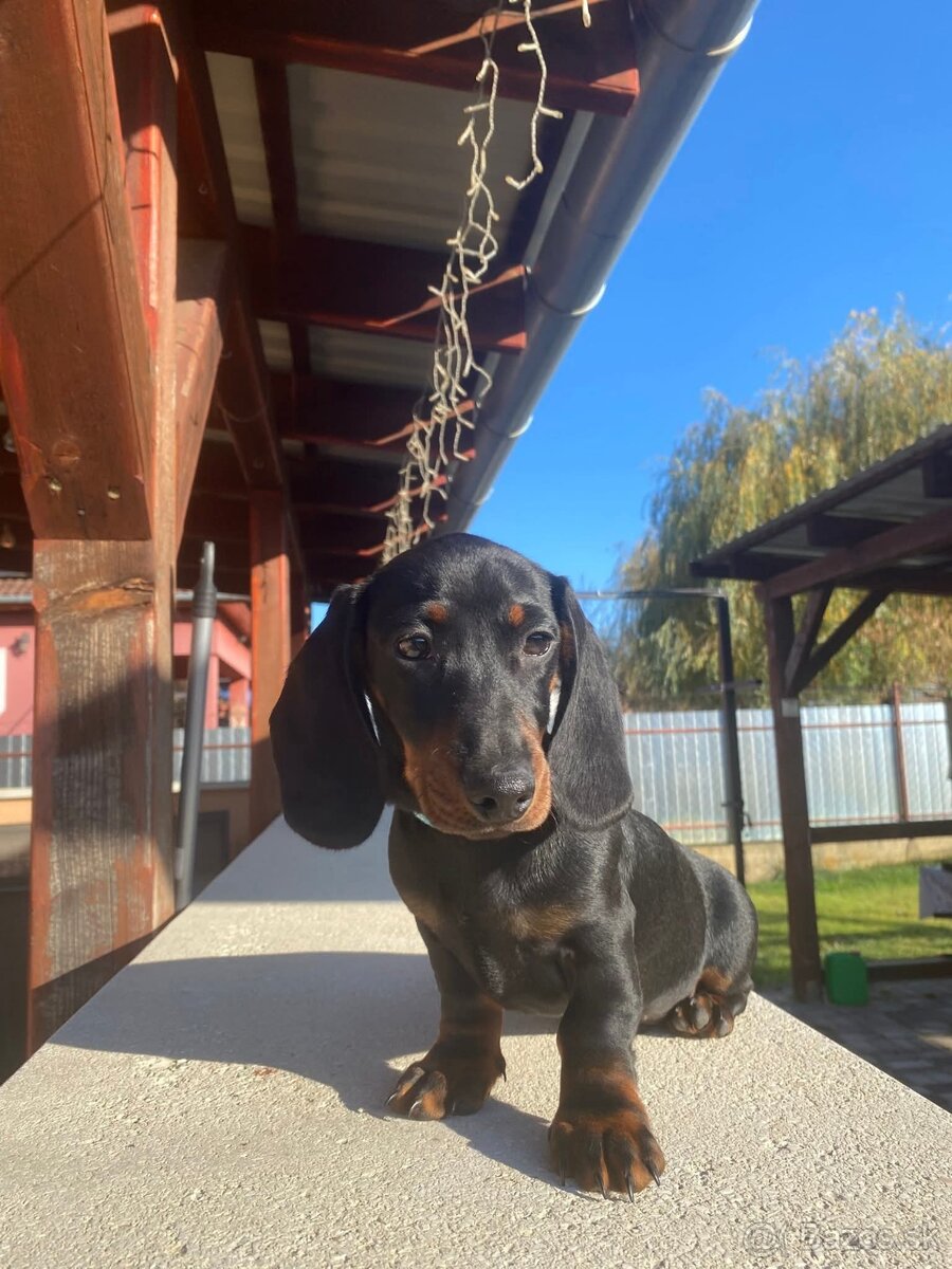 Jazvečík trpasličí s PP (chalani) - 8