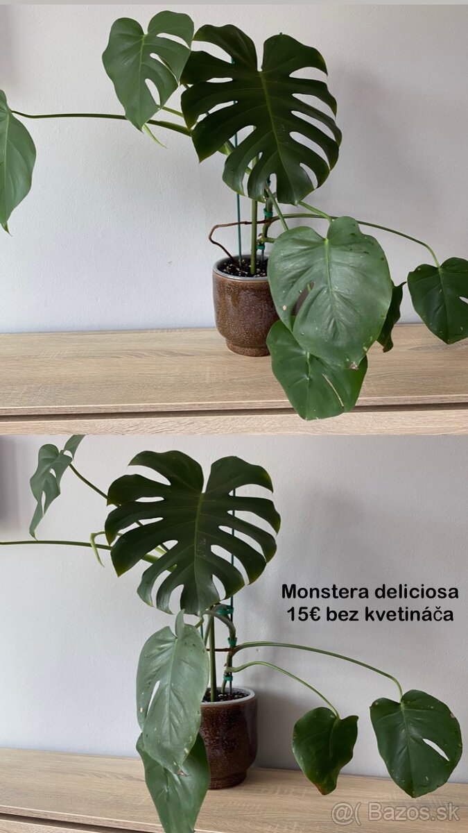 Predávam izbové rastlinky - 8